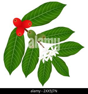 Branche de café avec des fleurs et des baies rouges et vertes. Illustration de Vecteur