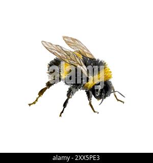 Aquarelle bourdon. Insecte assis. Illustration vectorielle dessinée à la main. Pour la conception de cartes de vœux, invitations de mariage, grandes vacances et été Illustration de Vecteur
