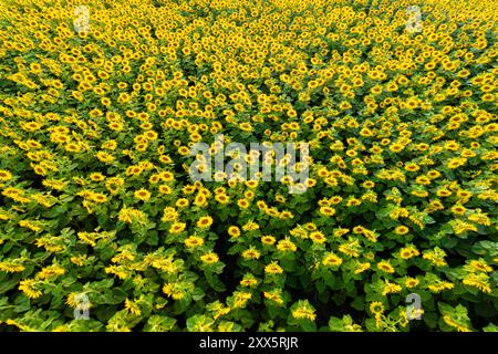 vue de dessus d'un champ de tournesol au coucher du soleil, image d'un drone Banque D'Images