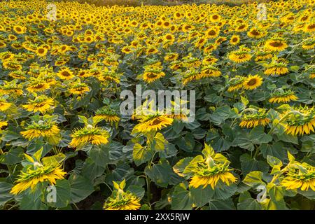 vue de dessus d'un champ de tournesol au coucher du soleil, image d'un drone Banque D'Images