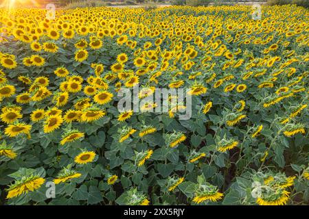 vue de dessus d'un champ de tournesol au coucher du soleil, photographie d'un drone Banque D'Images
