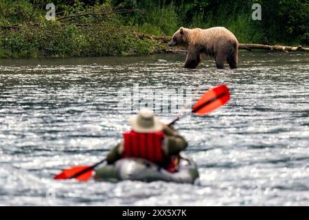 Packrafter observant l'ours brun côtier pêchant dans la rivière Kenai sur la péninsule Kenai du centre-sud de l'Alaska. Banque D'Images