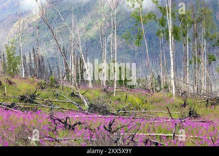 Herbe à feu (Chamerion angustifolium) poussant après un incendie - route du lac Skilak sur la péninsule de Kenai, Alaska Banque D'Images