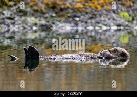 Loutre de mer (Enhydra lutris) flottant sur l'eau - Homer, Alaska Banque D'Images