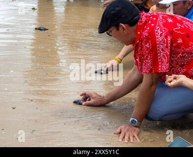 Les visiteurs relâchent des tortues de mer dans la mer à la plage du Sea Turtle conservation Center. Le Centre de conservation des tortues de mer de la Marine royale thaïlandaise a été créé avec un accent sur la protection et la conservation de quatre espèces de tortues de mer trouvées en Thaïlande : la tortue luth, la tortue verte, la tortue à bec-de-poule et la tortue à crête olive, qui sont toutes menacées d'extinction. Le centre supervise l'incubation des œufs, garde les tortues de mer pendant leurs premiers stades, puis les relâche dans la nature. Banque D'Images