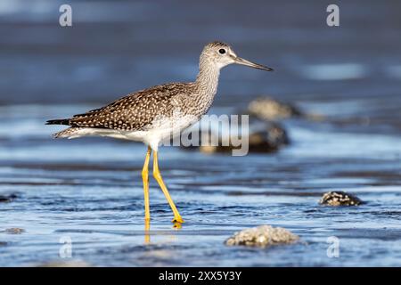 Greater Yellowlegs (Tringa melanoleuca) à Bishop's Beach - Homer, Alaska Banque D'Images