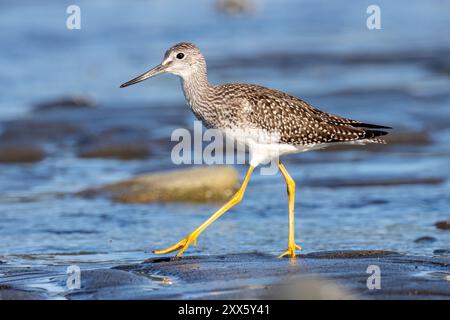 Greater Yellowlegs (Tringa melanoleuca) à Bishop's Beach - Homer, Alaska Banque D'Images