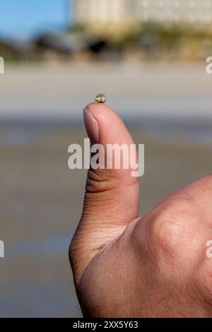 Un minuscule escargot de mer sur le pouce d'une personne. Banque D'Images