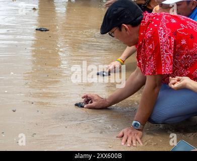 Chonburi, Thaïlande. 22 août 2024. Les visiteurs relâchent des tortues de mer dans la mer à la plage du Sea Turtle conservation Center. Le Centre de conservation des tortues de mer de la Marine royale thaïlandaise a été créé avec un accent sur la protection et la conservation de quatre espèces de tortues de mer trouvées en Thaïlande : la tortue luth, la tortue verte, la tortue à bec-de-poule et la tortue à crête olive, qui sont toutes menacées d'extinction. Le centre supervise l'incubation des œufs, garde les tortues de mer pendant leurs premiers stades, puis les relâche dans la nature. (Crédit image : © Pongmanat tas Banque D'Images