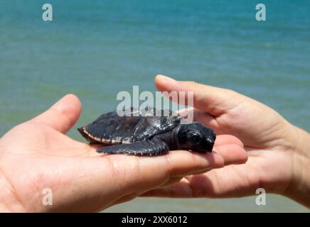 Une tortue de mer est sur la main d'un visiteur avant d'être relâchée dans la mer à la plage du Sea Turtle conservation Center. Le Centre de conservation des tortues de mer de la Marine royale thaïlandaise a été créé avec un accent sur la protection et la conservation de quatre espèces de tortues de mer trouvées en Thaïlande : la tortue luth, la tortue verte, la tortue à bec-de-poule et la tortue à crête olive, qui sont toutes menacées d'extinction. Le centre supervise l'incubation des œufs, garde les tortues de mer pendant leurs premiers stades, puis les relâche dans la nature. (Photo de Pongmanat Tasiri/SOPA images/Sipa Banque D'Images