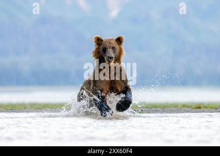 Ours brun côtier chassant le saumon - Brown Bear Bay, Chinitna Bay, près du parc national et réserve du lac Clark, Alaska Banque D'Images