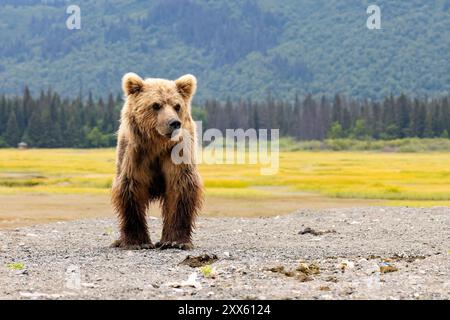 Gros plan sur Coastal Brown Bear - Brown Bear Bay, Chinitna Bay, près du parc national et réserve de Lake Clark, Alaska Banque D'Images