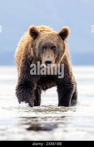 Admirez la côte de Brown Bear - Brown Bear Bay, Chinitna Bay, près du parc national et réserve de Lake Clark, Alaska Banque D'Images