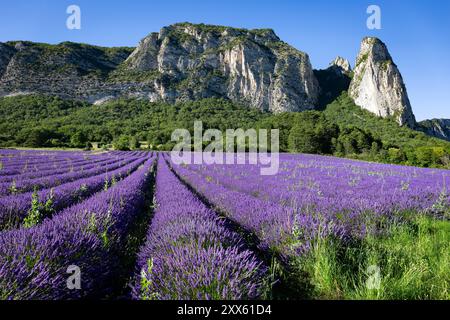 Champ de lavande à Saoû, Drôme, France. Lavande et synclinal de Saoû -les aiguilles- en arrière-plan. Champ typique de lavande en France Banque D'Images