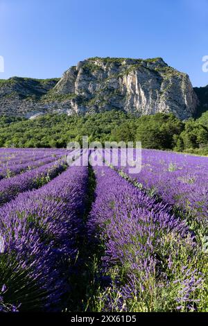 Champ de lavande à Saoû, Drôme, France. Lavande et synclinal de Saoû -les aiguilles- en arrière-plan. Champ typique de lavande en France. Banque D'Images