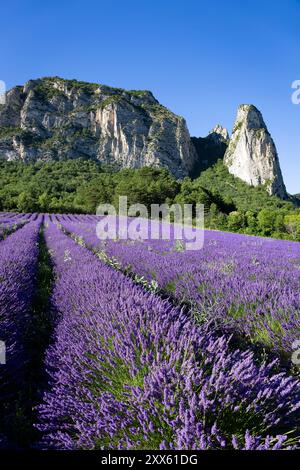 Champ de lavande à Saoû, Drôme, France. Lavande et synclinal de Saoû -les aiguilles- en arrière-plan. Champ typique de lavande en France Banque D'Images