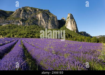 Champ de lavande à Saoû, Drôme, France. Lavande et synclinal de Saoû -les aiguilles- en arrière-plan. Champ typique de lavande en France Banque D'Images