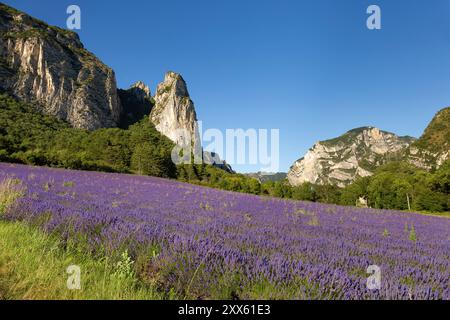 Champ de lavande à Saoû, Drôme, France. Lavande et synclinal de Saoû -les aiguilles- en arrière-plan. Champ typique de lavande en France Banque D'Images