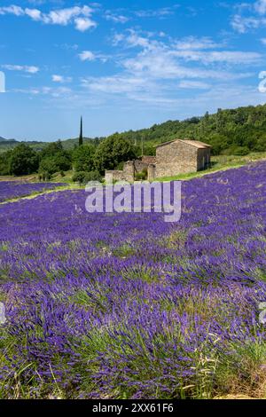 Champ de lavande à Saoû, Diois, Drôme, France. Champ typique de lavande dans le Diois. Banque D'Images