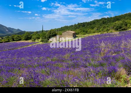 Champ de lavande à Saoû, Diois, Drôme, France. Champ typique de lavande dans le Diois. Banque D'Images