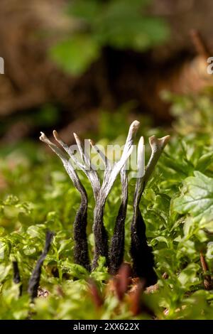 Champignon du chandelier (Xylaria hypoxylon) - Brown Bear Bay, Chinitna Bay, près du parc national et réserve de Lake Clark, Alaska Banque D'Images