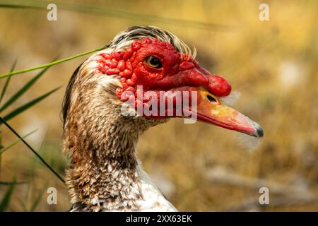 Cette image capture une vue rapprochée de la tête d’un canard de Barbarie, mettant en valeur ses caroncles rouges distinctifs autour des yeux et au-dessus du bec. Banque D'Images