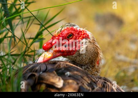 Cette image capture une vue rapprochée d'un canard de Barbarie reposant dans la verdure. Banque D'Images