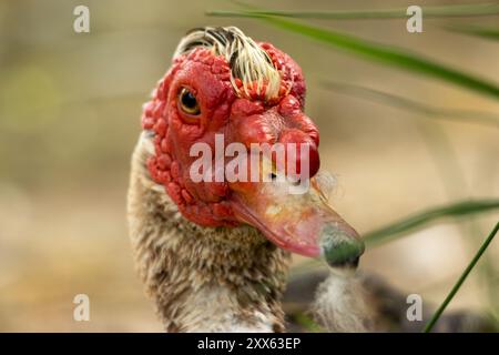 Cette image capture une vue rapprochée d'un canard de Barbarie avec une peau rouge distinctive sur sa tête et son cou. Banque D'Images