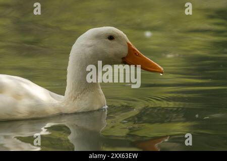 Cette image capture un canard blanc avec un bec orange nageant gracieusement dans l'eau. Les ondulations autour du canard et son reflet sur les s de l’eau Banque D'Images