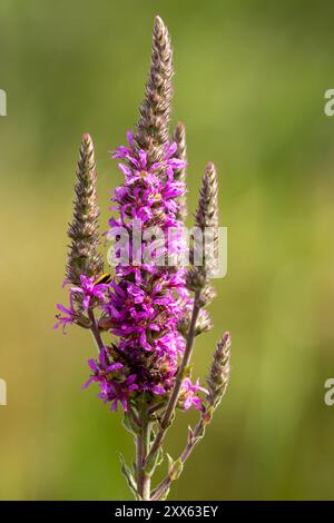 Cette image capture une vue rapprochée d'un Loosestrife pourpre (Lythrum salicaria) avec plusieurs fleurs empilées verticalement le long de la tige. Banque D'Images