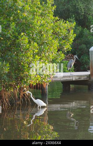 Isolé grande aigrette blanche debout dans l'eau bleue calme, petit quai de bateau dans les reflets arrière du soleil dans l'eau. Cou courbé regardant vers la gauche. Banque D'Images