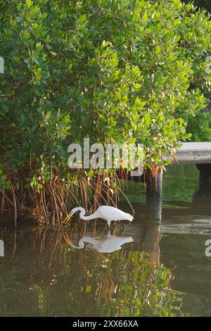 Isolé grande aigrette blanche debout dans l'eau bleue calme, petit quai de bateau dans les reflets arrière du soleil dans l'eau. Cou courbé regardant vers la gauche. Banque D'Images