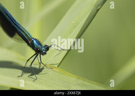 Demoiselle damselfly (Calopteryx splendens) insecte mâle adulte reposant sur une feuille de roseau en été, Suffolk, Angleterre, Royaume-Uni, Europe Banque D'Images