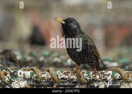 Étourneaux (Sturnus vulgaris) oiseau adulte chantant sur un pot de pêche au homard dans un port urbain, Dorset, Angleterre, Royaume-Uni, Europe Banque D'Images