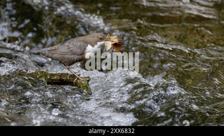 Dipper à gorge blanche (Cinclus cinclus) avec matériel de nidification dans l'eau, Autriche, haute-Autriche, Europe Banque D'Images