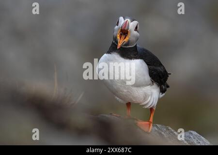 Macareux (Fratercula arctica) à bec ouvert, Norvège, île de Runde, Europe Banque D'Images