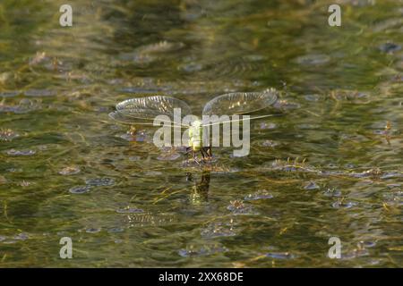 Empereur libellule (Anax imperator) insecte femelle adulte pondant ses œufs dans l'eau d'un étang, Suffolk, Angleterre, Royaume-Uni, Europe Banque D'Images