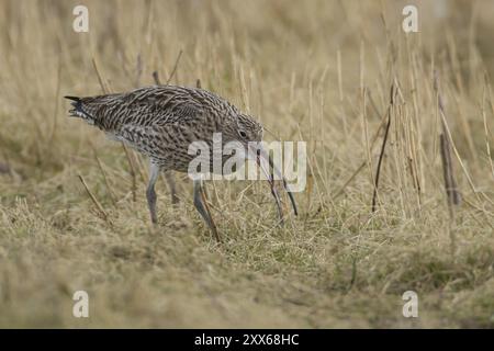 Courlis eurasien (Numenius arquata) oiseau adulte se nourrissant d'un ver dans les prairies, Lincolnshire, Angleterre, Royaume-Uni, Europe Banque D'Images