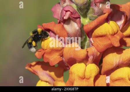 Bourdon à queue buff (Bombus terrestris) insecte adulte se nourrissant sur un jardin Snapdragon ou fleur d'Antirrhinum, Suffolk, Angleterre, Royaume-Uni, Europe Banque D'Images