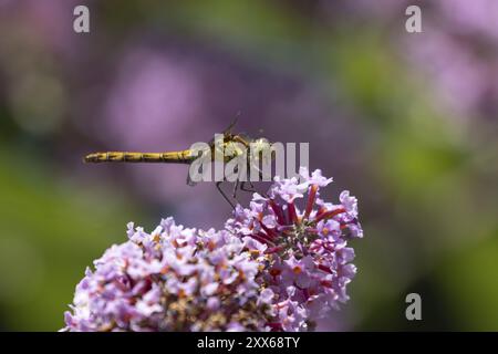 Libellule dard commun (Sympetrum striolatum) insecte adulte reposant sur des fleurs violettes de Bouddleja dans un jardin, Suffolk, Angleterre, Royaume-Uni, Europe Banque D'Images