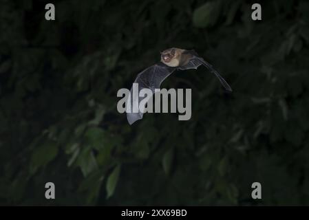 Pipistrelle commune (Pipistrellus pipistrellus) chassant les insectes devant la forêt de feuillus, Brandebourg, Allemagne, Europe Banque D'Images