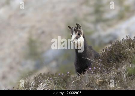 Chamois (Rupicapra rupicapra) faon, jeune animal, Autriche, haute-Autriche, montagnes mortes, Europe Banque D'Images