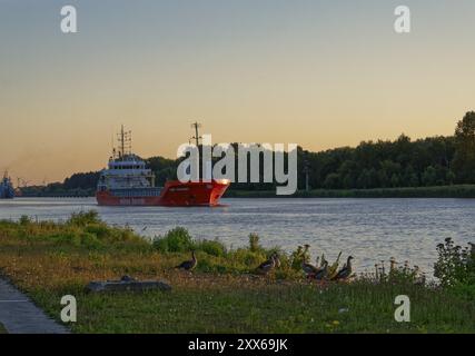 Le trafic maritime se dirige vers le nord dans la soirée sur le canal de Kiel et les oies sauvages sur le rivage. Breiholz, Schleswig-Holstein, Allemagne, Europe Banque D'Images
