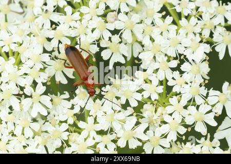 Coléoptère soldat rouge commun (Rhagonycha fulva) insecte adulte sur une tête de fleur blanche, Suffolk, Angleterre, Royaume-Uni, Europe Banque D'Images