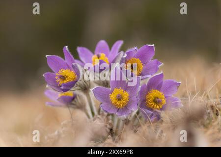 Sonnette de printemps (Pulsatilla vernalis), violet, champ, Suède, Europe Banque D'Images