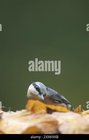 Oiseau adulte européen (Sitta europaea) à la recherche de nourriture dans les feuilles d'automne tombées, pays de Galles, Royaume-Uni, Europe Banque D'Images