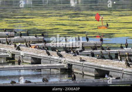 Lac Baldeney, réservoir de la Ruhr, cormorans et autres oiseaux, assis sur une jetée, Essen, Rhénanie du Nord-Westphalie, Allemagne, Europe Banque D'Images