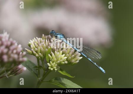 Insecte adulte (Enallagma cyathigerum) reposant sur des fleurs de chanvre-agrimony dans un jardin, Suffolk, Angleterre, Royaume-Uni, Europe Banque D'Images