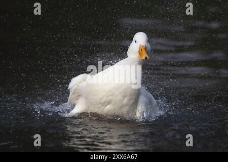 pekin blanc (Anas platyrhynchos domesticus) canard domestiqué oiseau de ferme baignant dans un lac, Angleterre, Royaume-Uni, Europe Banque D'Images