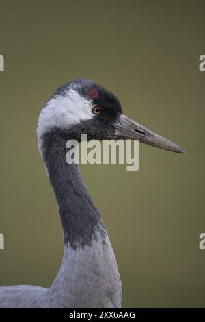 Portrait de tête d'oiseau adulte de grue commune (Grus grus), Angleterre, Royaume-Uni, Europe Banque D'Images